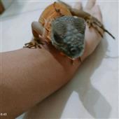 G-