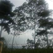 Vậ