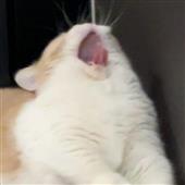 Bí