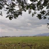 Sự