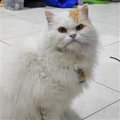 bò