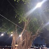 VE