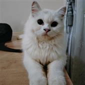 Ma