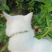 VỪ