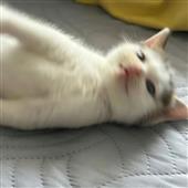 Câ
