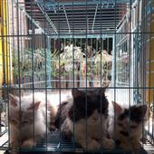 Kế