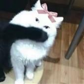 Kè