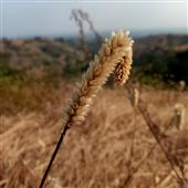 Bắ