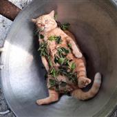 Bầ