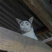 Gư