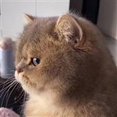 Vu
