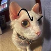 Po