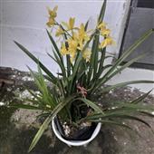 VE