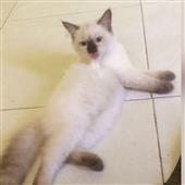 Lị