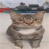 Tr