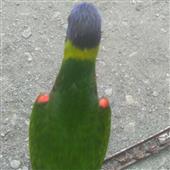 Ch