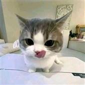 Bl