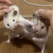 Ga