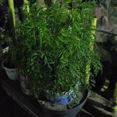 Vị