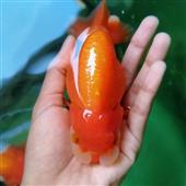 Xế