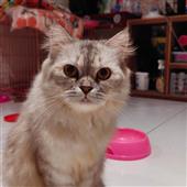 Al