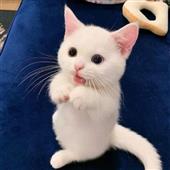Bư