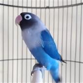 Đư