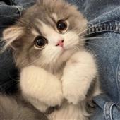 Mứ