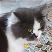 Lị
