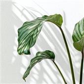 Lị