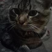 Vò
