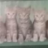 Re