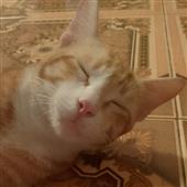 Tạ