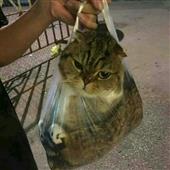 Xế
