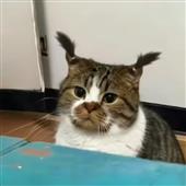 CR