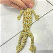 Vũ