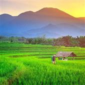 Tỷ