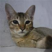 Vậ