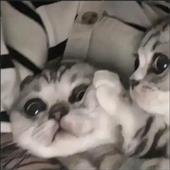 Ng