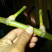 Mạ