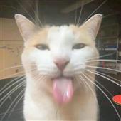 Cá