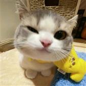 Ap