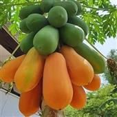 Qu